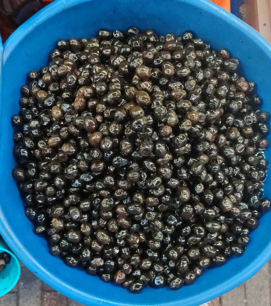 Tuzsuz (iri) Salamur Zeytin